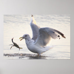 Póster de foto de pesca de cangrejos de gaviota