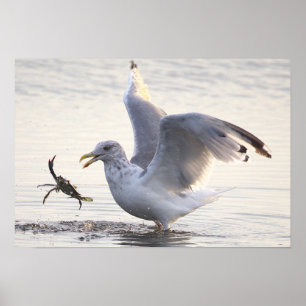 Póster de foto de pesca de cangrejos de gaviota