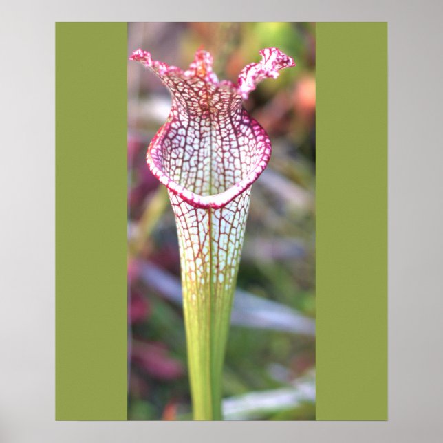 Póster de foto de planta jarra blanca (Frente)