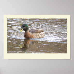 Póster de foto de reflejo de pato real