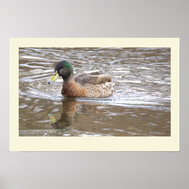 Póster de foto de reflejo de pato real (Frente)