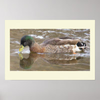 Póster de foto de reflejo de pato real