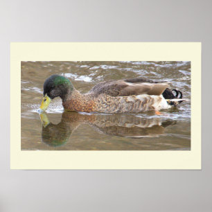 Póster de foto de reflejo de pato real