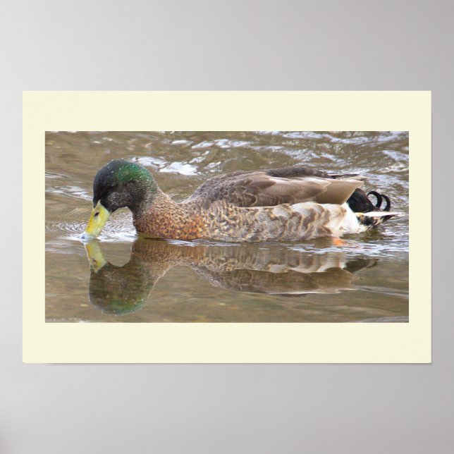 Póster de foto de reflejo de pato real (Frente)