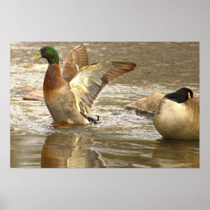 Póster de foto de reflejo de pato real