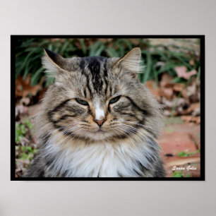 Póster de foto de retrato de gato Maine Coon