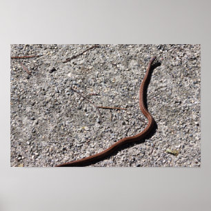 Póster de foto de serpiente