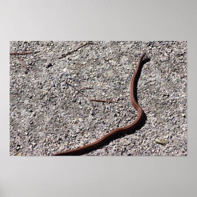 Póster de foto de serpiente (Frente)