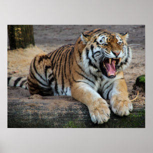 Póster de foto de tigre rugiendo enojado