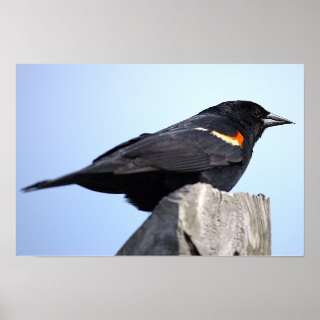 Póster de foto de Tordo de Ala Roja (Frente)
