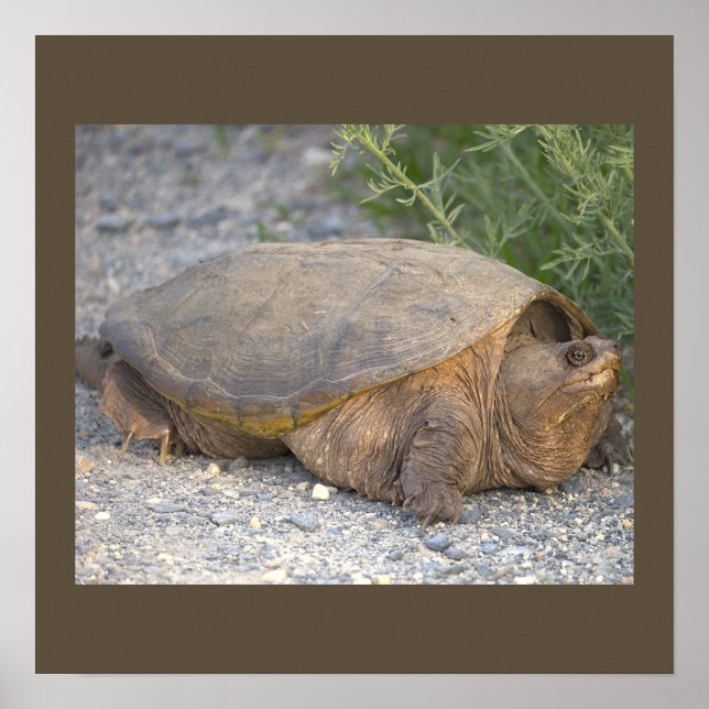Póster de foto de tortuga (Frente)