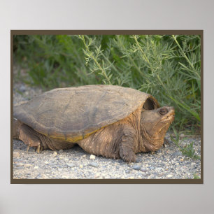 Póster de foto de tortuga