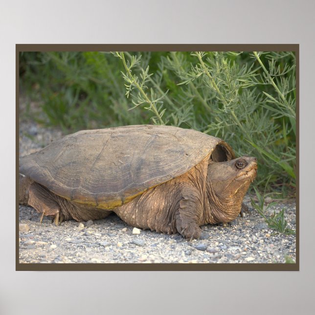 Póster de foto de tortuga (Frente)