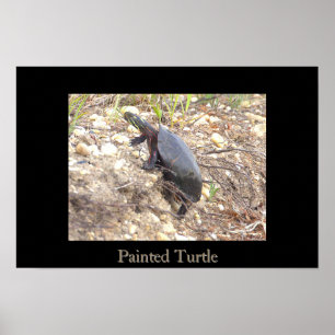 Póster de foto de tortuga pintada
