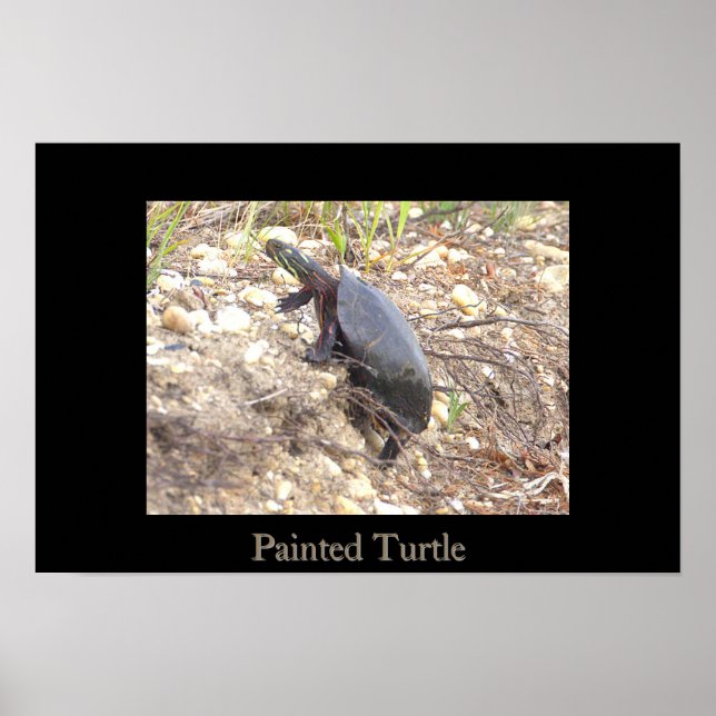 Póster de foto de tortuga pintada (Frente)
