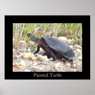 Póster de Foto de Tortuga Pintada
