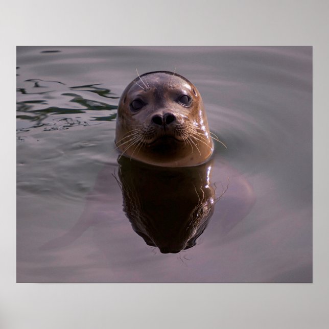 Póster de foto de vida silvestre de foca curiosa d (Frente)