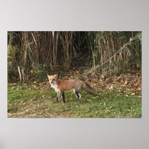 Póster de foto de zorro