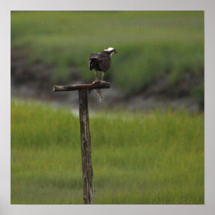 Póster de foto del pájaro águila pescadora