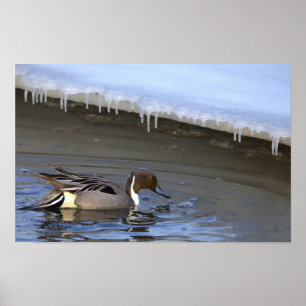 Póster de foto del pato cola de golondrina del Nor