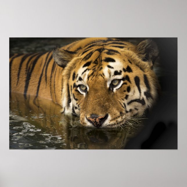 Poster de fotografía de arte de la jungla de Safar (Frente)