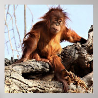 Poster de fotografía de arte del mono ape de Orang