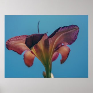Póster de fotografía de flor contra un cielo azul