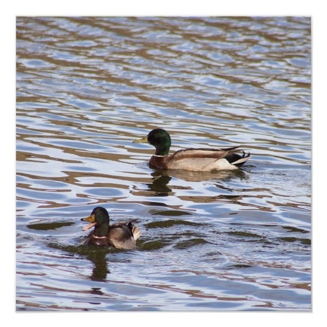 Poster de fotografía de Mallard Ducks (Anverso)