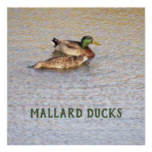 Poster de fotografía de Mallard Ducks