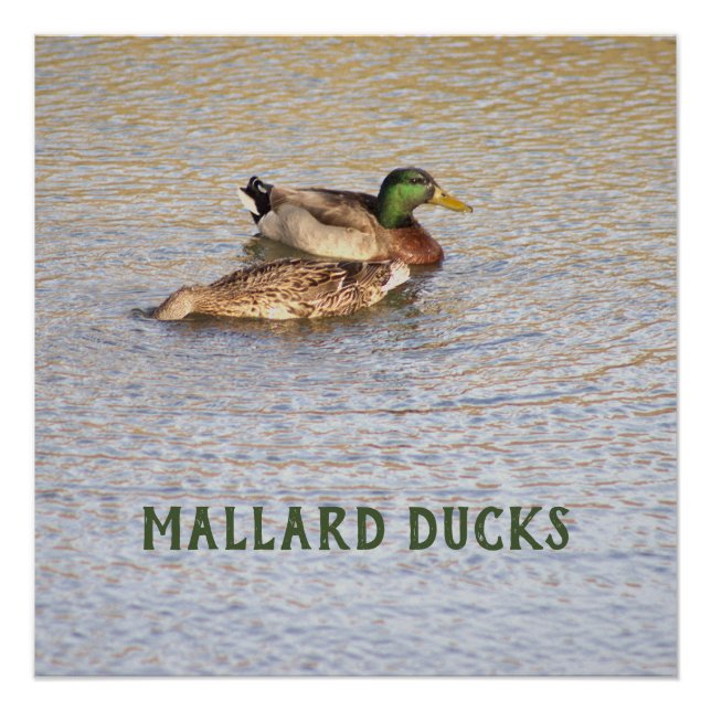Poster de fotografía de Mallard Ducks (Anverso)