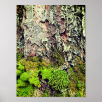 Póster de fotografía de naturaleza de musgo y cort
