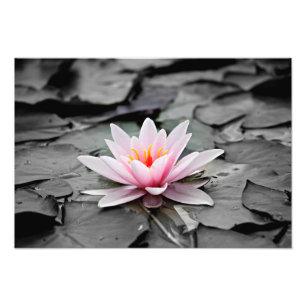 Poster de fotografía de planta acuática de Lily Wa