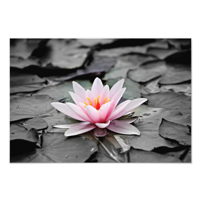 Poster de fotografía de planta acuática de Lily Wa (Frente)