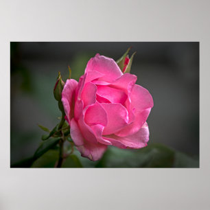 Póster de fotografía de rosa rosa y capullos