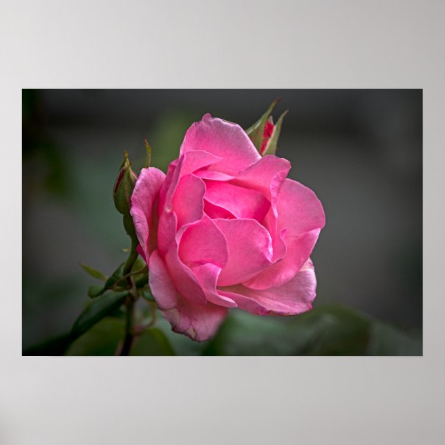 Póster de fotografía de rosa rosa y capullos (Frente)
