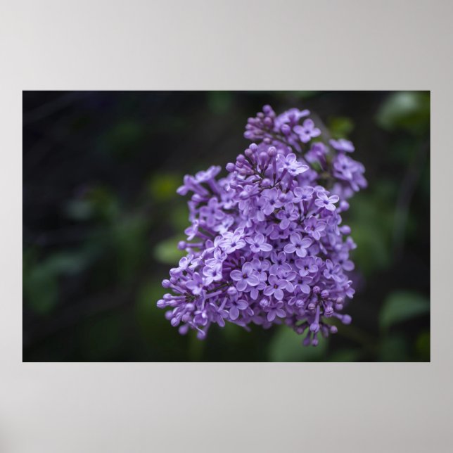 Póster de fotografía macro de flores de lila púrpu (Frente)