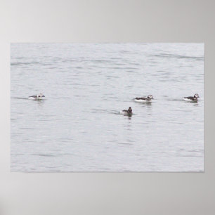 Póster de fotos de patos