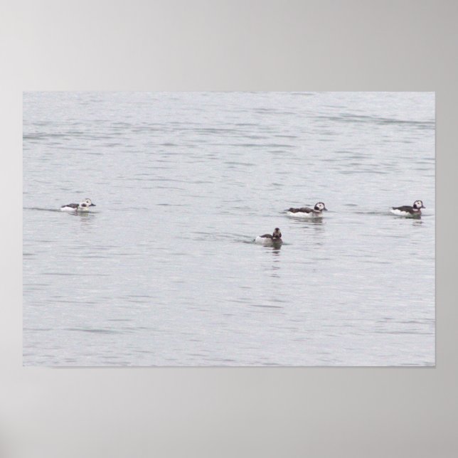 Póster de fotos de patos (Frente)