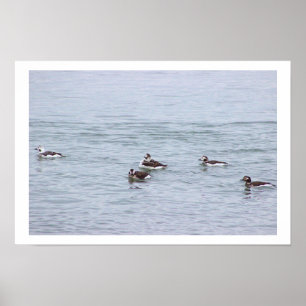 Póster de fotos de patos