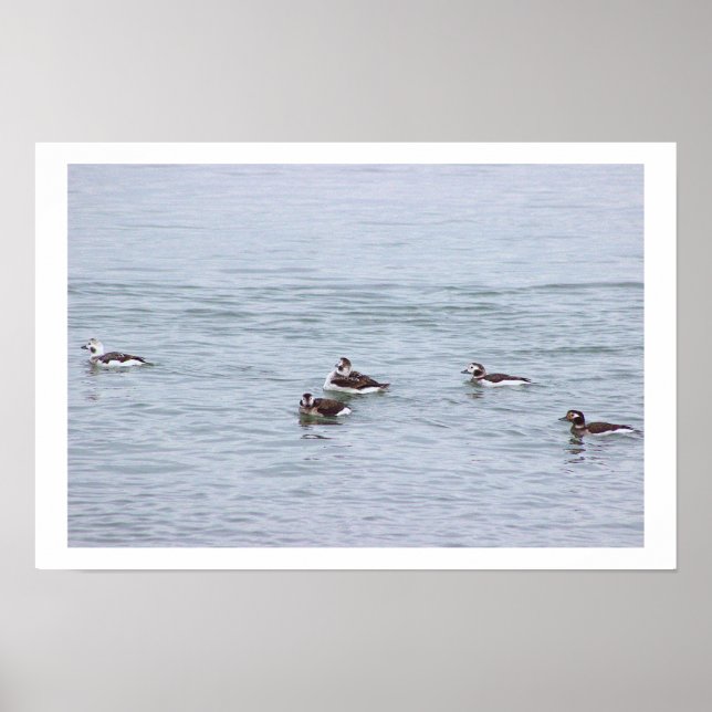 Póster de fotos de patos (Frente)