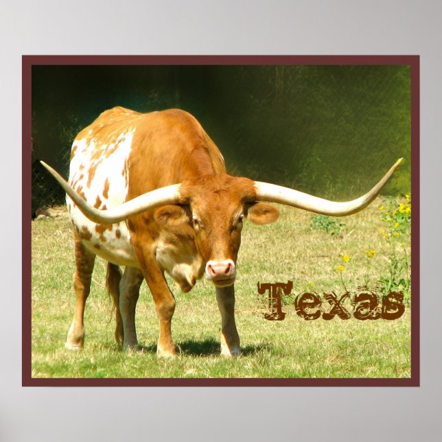 Póster de ganado Longhorn Texas (Frente)
