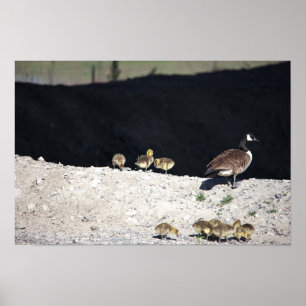 Póster de ganso de Canadá con bebés
