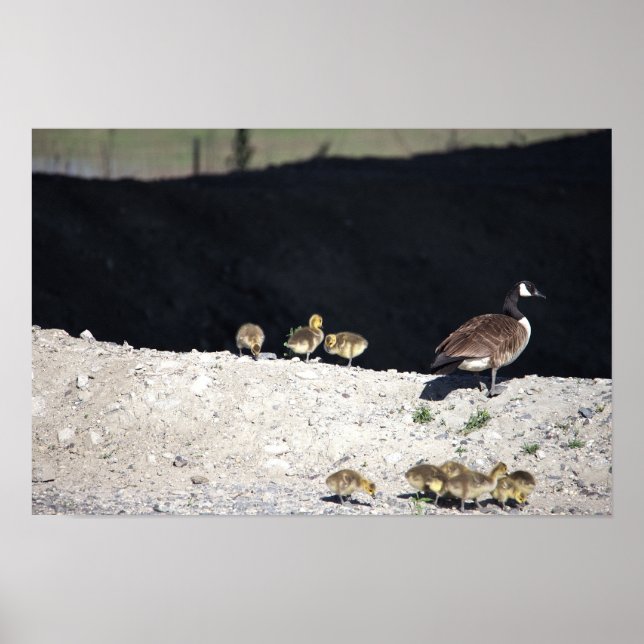Póster de ganso de Canadá con bebés (Frente)