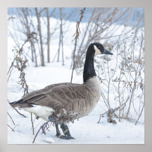 Póster de ganso de Canadá en nieve