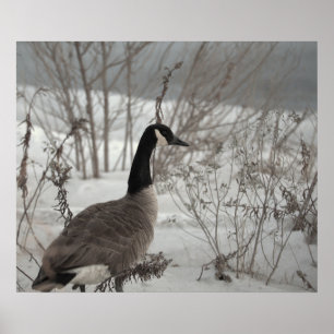 Póster de ganso de Canadá en nieve