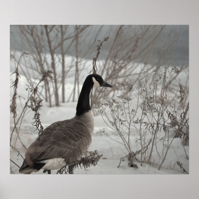 Póster de ganso de Canadá en nieve (Frente)