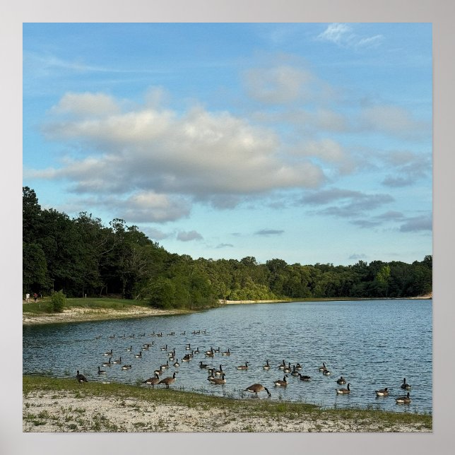 Póster de gansos de Canadá en el lago (Frente)