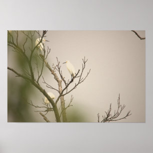 Póster de Garcetas Blancas en Árbol
