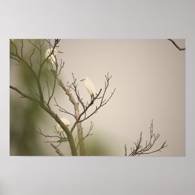 Póster de Garcetas Blancas en Árbol (Frente)