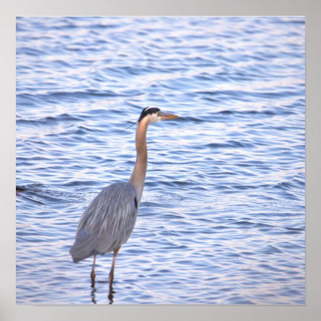 Póster de Garza Azul Grande (Frente)